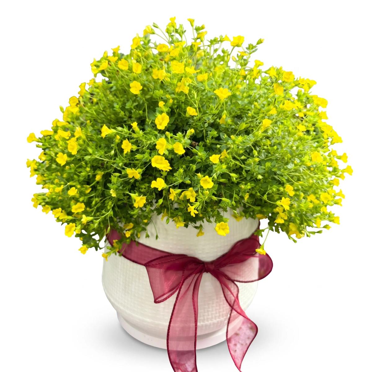 Yellow flowering plant arranged in a decorative white pot with ribbon. This bright potted flower gift has a cheerful yellow and green look and is suitable for birthdays, congratulations, thank you gifts, get well gifts, and cheerful plant delivery in Chiang Mai.